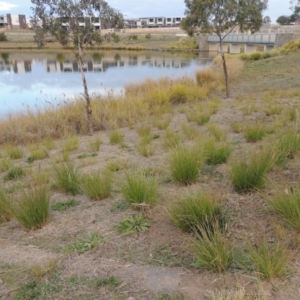 Cenchrus purpurascens at Coombs, ACT - 13 May 2017