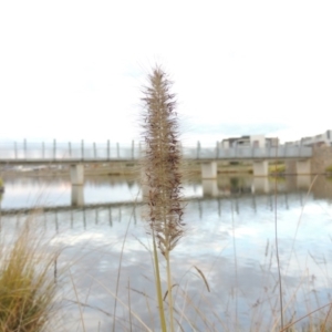 Cenchrus purpurascens at Coombs, ACT - 13 May 2017