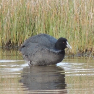 Fulica atra at Coombs, ACT - 13 May 2017