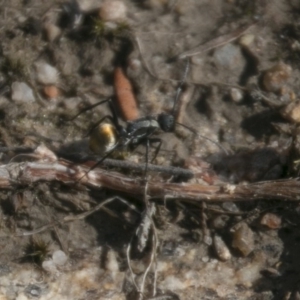 Polyrhachis sp. (genus) at Tennent, ACT - 15 May 2017 10:22 AM