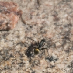 Polyrhachis sp. (genus) at Tennent, ACT - 15 May 2017 10:22 AM