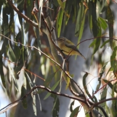 Smicrornis brevirostris (Weebill) at Hackett, ACT - 14 May 2017 by Qwerty