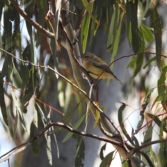 Smicrornis brevirostris (Weebill) at Hackett, ACT - 15 May 2017 by Qwerty