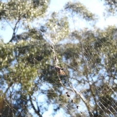 Trichonephila edulis (Golden orb weaver) at Hackett, ACT - 14 May 2017 by Qwerty