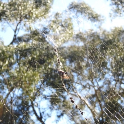 Trichonephila edulis (Golden orb weaver) at P11 - 14 May 2017 by Qwerty