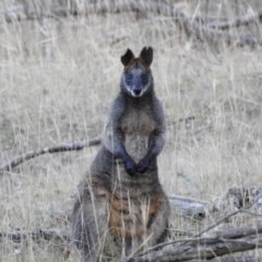 Wallabia bicolor (Swamp Wallaby) at Hackett, ACT - 15 May 2017 by Qwerty