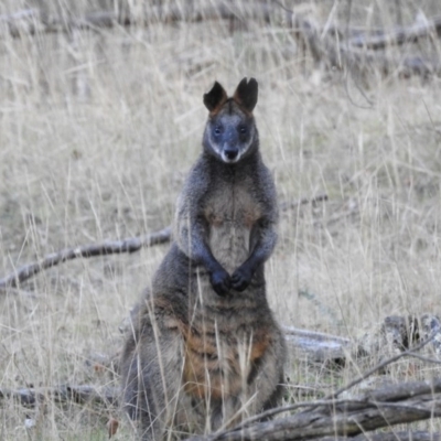 Wallabia bicolor (Swamp Wallaby) at Hackett, ACT - 14 May 2017 by Qwerty