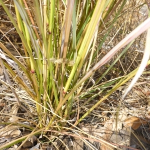 Sporobolus creber at Campbell, ACT - 16 May 2017