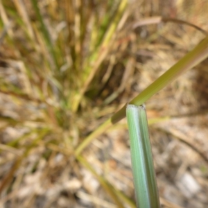 Sporobolus creber at Campbell, ACT - 16 May 2017