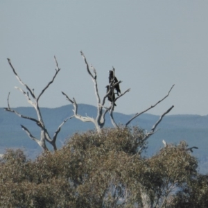 Aquila audax at Symonston, ACT - 16 May 2017