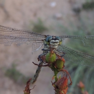 Austrogomphus guerini at Tennent, ACT - 4 Jan 2017 08:29 PM