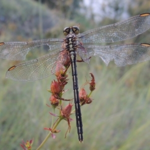 Austrogomphus guerini at Tennent, ACT - 4 Jan 2017 08:29 PM