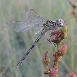 Austrogomphus guerini at Tennent, ACT - 4 Jan 2017 08:29 PM