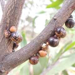 Cryptes baccatus (Wattle Tick Scale) at Paddys River, ACT - 27 Dec 2016 by michaelb