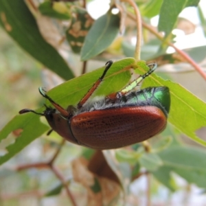 Anoplognathus brunnipennis at Booth, ACT - 27 Dec 2016