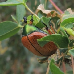 Anoplognathus brunnipennis at Booth, ACT - 27 Dec 2016