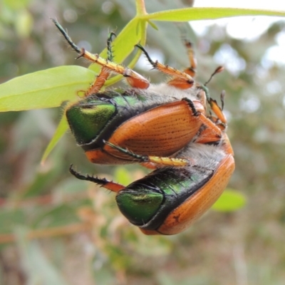 Anoplognathus brunnipennis (Green-tailed Christmas beetle) at Booth, ACT - 27 Dec 2016 by MichaelBedingfield