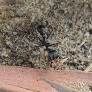 Myrmecia sp., pilosula-group at Paddys River, ACT - 27 Dec 2016