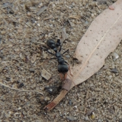 Myrmecia sp., pilosula-group at Paddys River, ACT - 27 Dec 2016