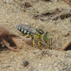 Bembix sp. (genus) (Unidentified Bembix sand wasp) at Paddys River, ACT - 27 Dec 2016 by MichaelBedingfield