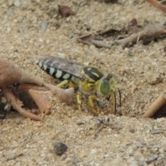 Bembix sp. (genus) (Unidentified Bembix sand wasp) at Paddys River, ACT - 27 Dec 2016 by michaelb