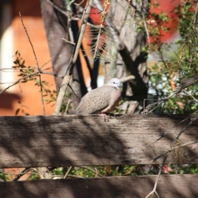 Spilopelia chinensis (Spotted Dove) at Hackett, ACT - 16 May 2017 by petersan