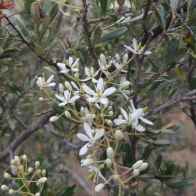 Bursaria spinosa (Native Blackthorn, Sweet Bursaria) at Tennent, ACT - 27 Dec 2016 by MichaelBedingfield