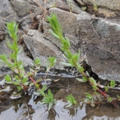 Lythrum hyssopifolia (Small Loosestrife) at Gigerline Nature Reserve - 27 Dec 2016 by MichaelBedingfield
