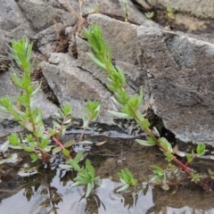 Lythrum hyssopifolia (Small Loosestrife) at Tennent, ACT - 27 Dec 2016 by MichaelBedingfield