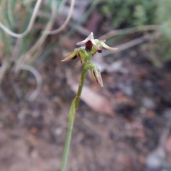 Corunastylis clivicola (Rufous midge orchid) at Aranda, ACT - 14 May 2017 by CathB