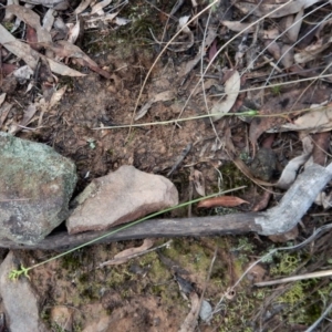 Corunastylis cornuta at Aranda, ACT - 14 May 2017