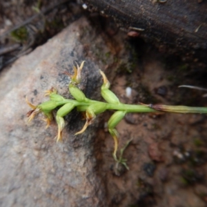 Corunastylis cornuta at Aranda, ACT - 14 May 2017