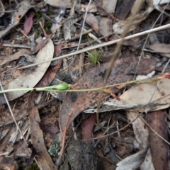 Corunastylis cornuta at Aranda, ACT - 14 May 2017