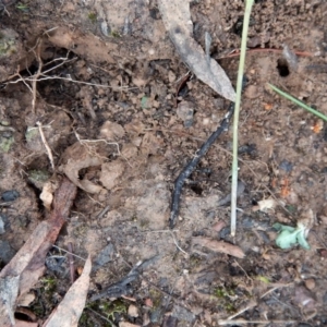 Corunastylis cornuta at Aranda, ACT - 14 May 2017