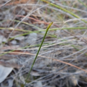 Corunastylis cornuta at Aranda, ACT - 28 Apr 2017