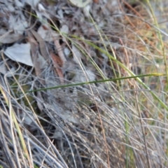 Corunastylis cornuta at Aranda, ACT - 28 Apr 2017