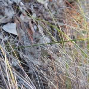 Corunastylis cornuta at Aranda, ACT - suppressed