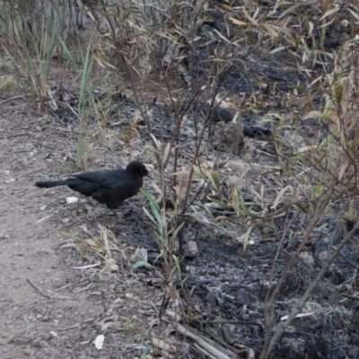 Corcorax melanorhamphos (White-winged Chough) at Aranda Bushland - 24 Apr 2017 by CathB