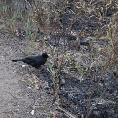 Corcorax melanorhamphos (White-winged Chough) at Aranda, ACT - 24 Apr 2017 by CathB