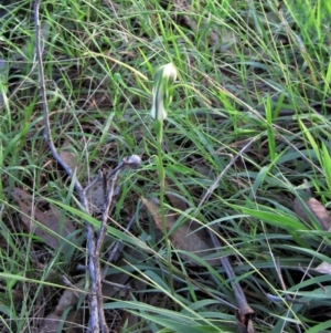 Diplodium laxum at Belconnen, ACT - suppressed