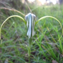 Diplodium laxum at Belconnen, ACT - suppressed