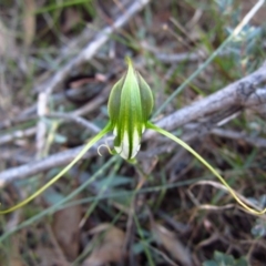 Diplodium laxum (Antelope greenhood) at Belconnen, ACT - 9 Apr 2013 by CathB