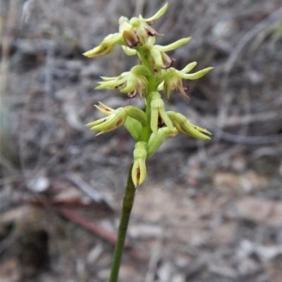 Corunastylis cornuta (Horned Midge Orchid) at Aranda, ACT - 7 Apr 2017 by CathB