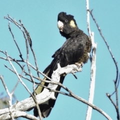 Zanda funerea (Yellow-tailed Black-Cockatoo) at O'Malley, ACT - 17 May 2017 by JohnBundock