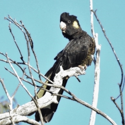 Zanda funerea (Yellow-tailed Black-Cockatoo) at O'Malley, ACT - 16 May 2017 by JohnBundock