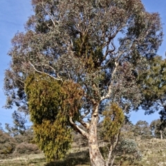 Eucalyptus polyanthemos (Red Box) at Banks, ACT - 17 May 2017 by UserfaKgHkxs