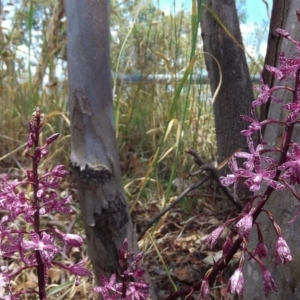 Dipodium punctatum at Kambah, ACT - 9 Mar 2016