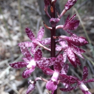 Dipodium punctatum at Kambah, ACT - 9 Mar 2016