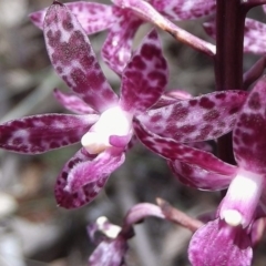 Dipodium punctatum at Kambah, ACT - 9 Mar 2016