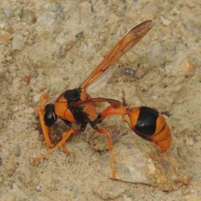 Delta bicinctum (Potter wasp) at Tennent, ACT - 27 Dec 2016 by michaelb